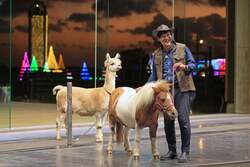 「千葉県富津市マザー牧場で冬のイルミネーション「マザーイルミ」が開催！」の写真