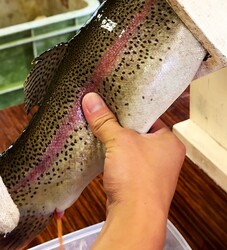 「ニジマス採卵体験と生しぼりイクラ丼が楽しめる特別イベント、滋賀県米原市で11月開催」の写真