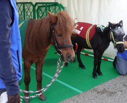 「上野公園で「2025動物感謝デー」開催　入場無料で動物ふれあいや獣医師体験も！」の写真