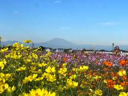 「横須賀の公園に富士山を背景に咲く25万本のコスモス畑！　愛犬と楽しむハロウィンも」の写真
