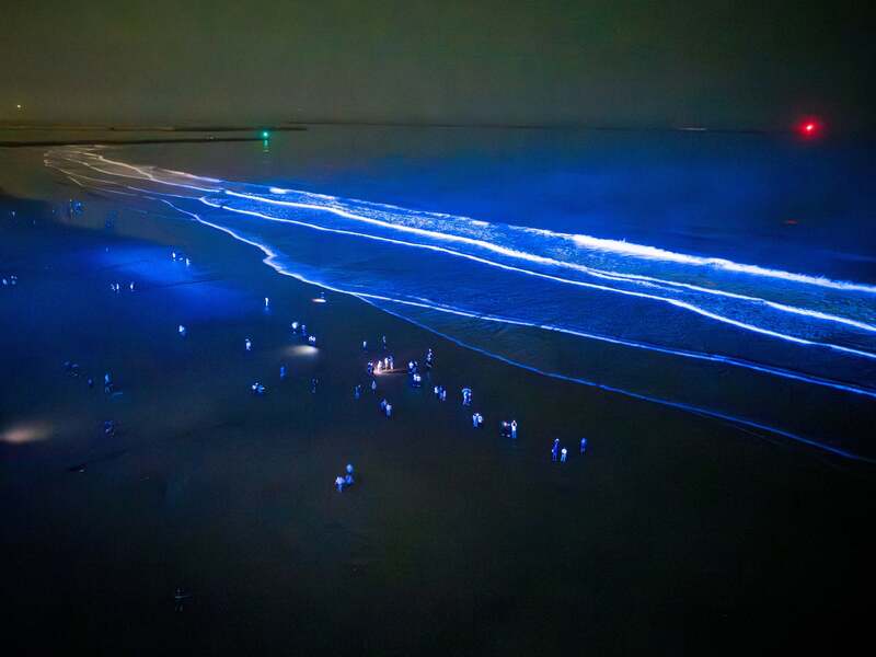 NIGHT WAVE（ナイトウェーブ）