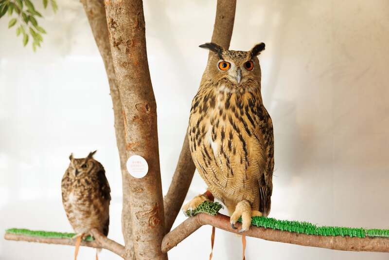 アフリカワシミミズク/ユーラシアワシミミズク  Moff animal cafe ららぽーと立川立飛店