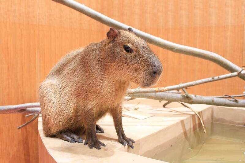 カピバラ  Moff animal cafe ららぽーと愛知東郷店