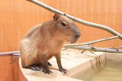 カピバラ  Moff animal cafe ららぽーと愛知東郷店