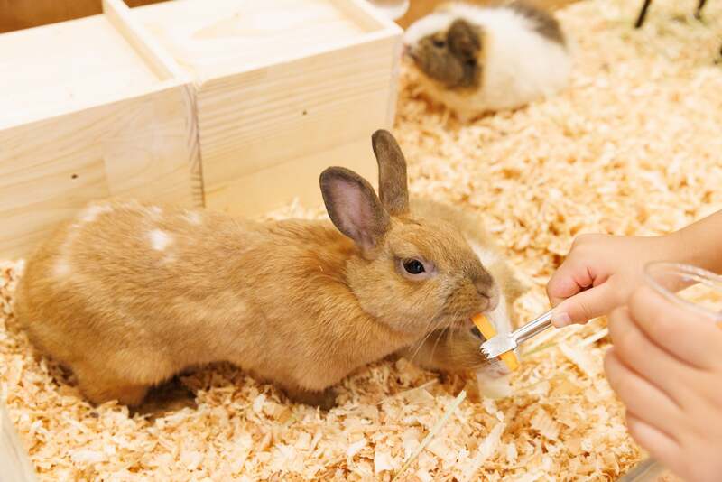 Moff animal cafe ららぽーと立川立飛店