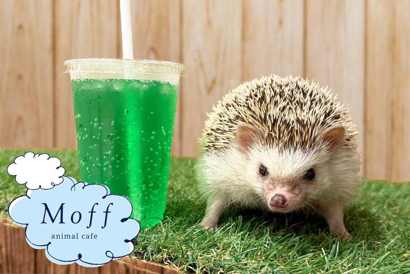 Moff animal cafe ららぽーと立川立飛店