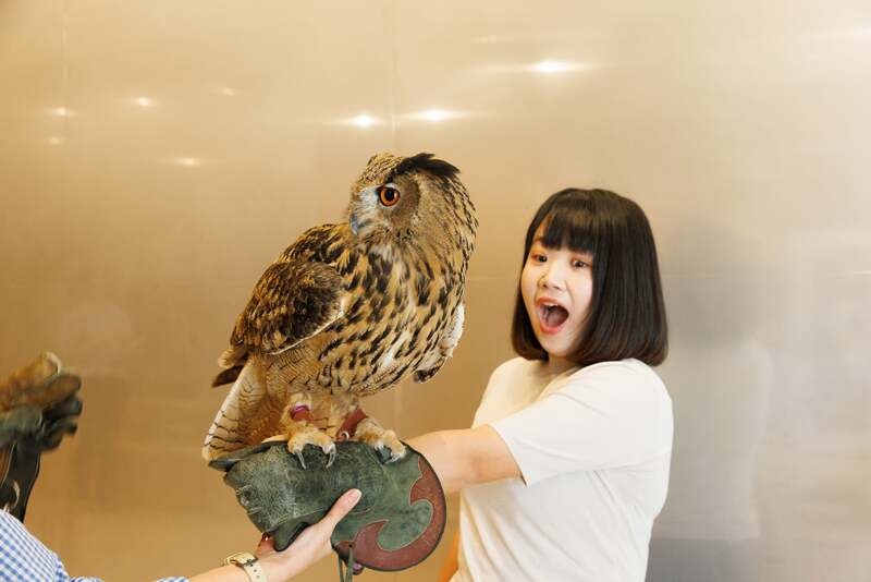 フクロウ手乗せ体験  Moff animal cafe ららぽーと立川立飛店