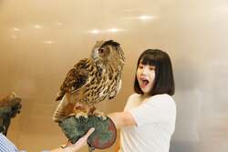 フクロウ手乗せ体験  Moff animal cafe ららぽーと立川立飛店
