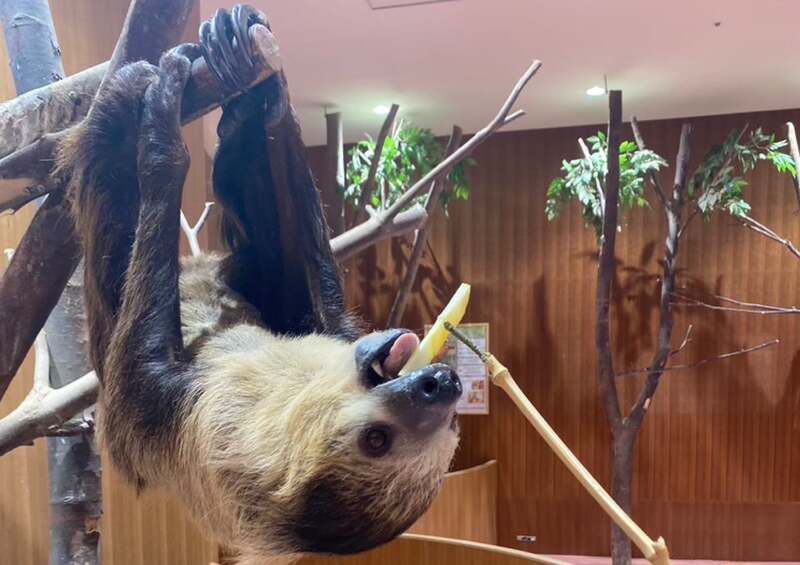 ナマケモノえさやり体験  Moff animal cafe ららぽーと愛知東郷店