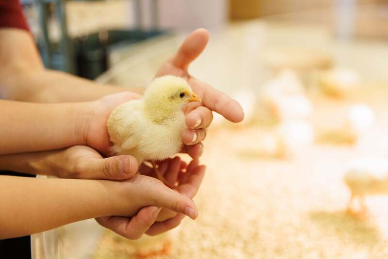 Moff animal cafe ららぽーと立川立飛店