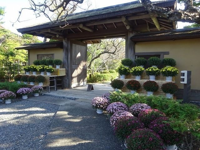 ざる菊の展示|神奈川県公園協会 大磯城山公園