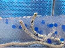 「仙台うみの杜水族館で「チンアナゴの日」イベント！透明ビーズ水槽で全身を観察」の写真