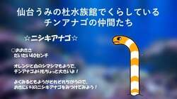 「仙台うみの杜水族館で「チンアナゴの日」イベント！透明ビーズ水槽で全身を観察」の写真
