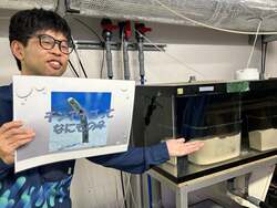 「仙台うみの杜水族館で「チンアナゴの日」イベント！透明ビーズ水槽で全身を観察」の写真