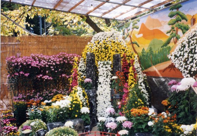 第38回 信州須坂大菊花展 菊まつり