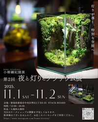 小柳綱紀個展 第2回 夜と灯りとテラリウム展│(C)小柳 綱紀