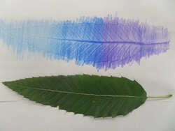 葉っぱのフロッタージュ／教室写真