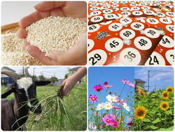 田んぼde収穫祭