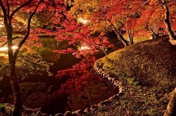 用作観光もみじ祭り（過去のライトアップの様子）