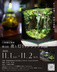 小柳綱紀個展 第2回 夜と灯りとテラリウム展│(C)小柳 綱紀