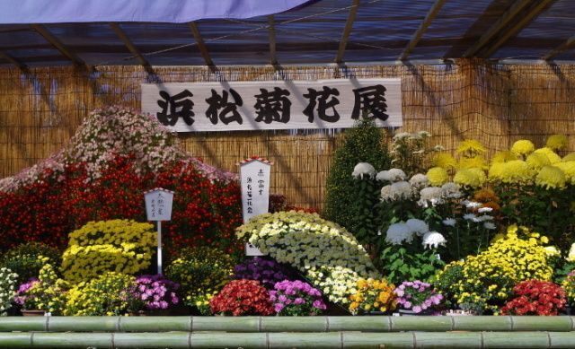 第74回 浜松菊花大会