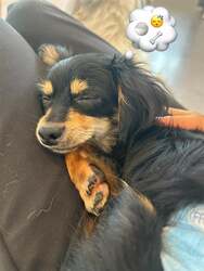 「北海道初！保護犬猫とふれあえるカフェ「ANELLA CAFE 札幌清田店」が新オープン！」の写真