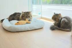 「北海道初！保護犬猫とふれあえるカフェ「ANELLA CAFE 札幌清田店」が新オープン！」の写真