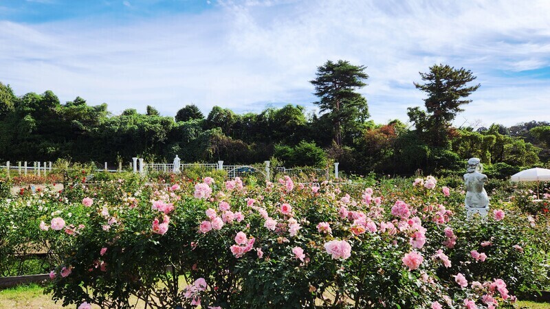 「生田緑地ばら苑」秋の一般開放