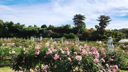 「生田緑地ばら苑」秋の一般開放