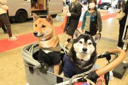 「千葉・幕張メッセでアジア最大級のキャンピングカーショー開催　中学生以下無料」の写真