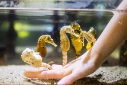 「伊勢シーパラダイスで1日限りのナイトアクアリウム　二見ヒーリングナイトも同時開催」の写真