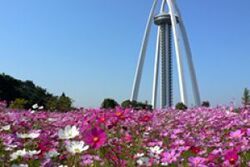 138タワーパーク　オータムフェスタ｜コスモス畑