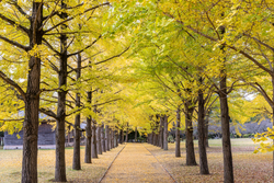 2025年歴史館いちょうまつり