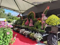 広島城大菊花展／昨年の特作花壇のようす