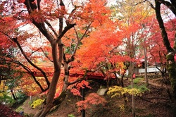 やぶ紅葉まつり（写真：やぶ市観光協会）