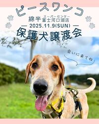 保護犬譲渡会 PET LOVERSフェス