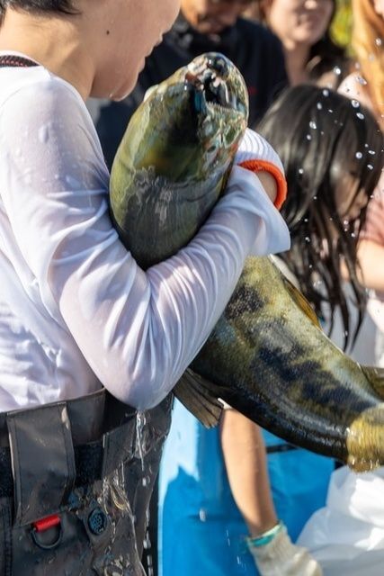 第22回七頭舞の里おもと鮭まつり／過去開催の様子