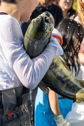 第22回七頭舞の里おもと鮭まつり／過去開催の様子