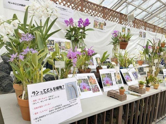 秋の洋ラン展