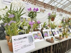 秋の洋ラン展