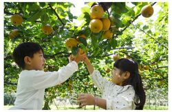 りんご♪梨♪柿♪お子さま秋の味覚収穫体験