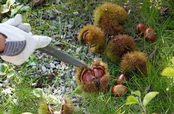 栗拾い体験