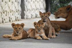 5月に生まれた仔ライオン3頭と母親