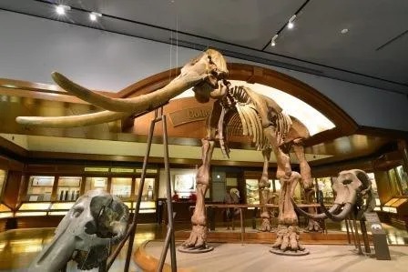 人気博物館＆動物園などが入場無料に！　 「関西文化の日」とは？の4枚目の写真