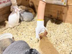 「福岡市の複合施設で冬休み限定の生きものフェスタ　小動物ふれあいや縁日も楽しめる」の写真