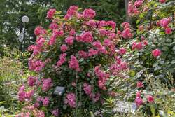 年間バラ講座 つるバラの誘引（事前抽選制）