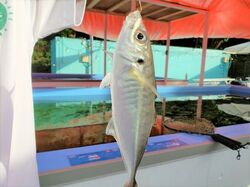 「【館山周辺】11月8日・9日の今週末のおでかけにもおすすめ！人気スポットランキング」の写真