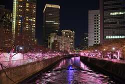 「品川区の目黒川で桜色のイルミネーション！　親子で楽しむワークショップも」の写真