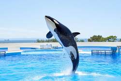 「神戸須磨シーワールドで神戸市民WEEK開催！12月7日から特別入館料1000円で楽しめる
」の写真