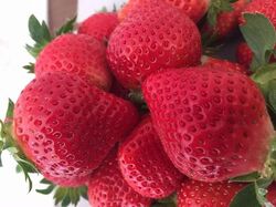 「【糸島周辺】11月8日・9日の今週末のおでかけにもおすすめ！人気スポットランキング」の写真